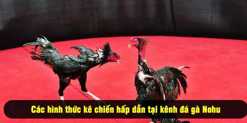 Các hình thức kê chiến hấp dẫn tại kênh đá gà Nohu