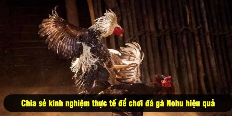 Chia sẻ kinh nghiệm thực tế để chơi đá gà Nohu hiệu quả