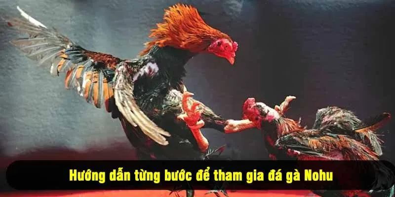 Hướng dẫn từng bước để tham gia đá gà Nohu