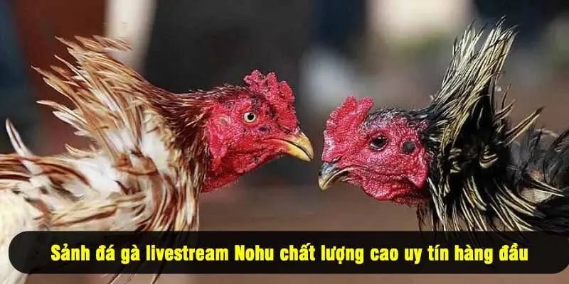 Sảnh đá gà livestream Nohu chất lượng cao uy tín hàng đầu